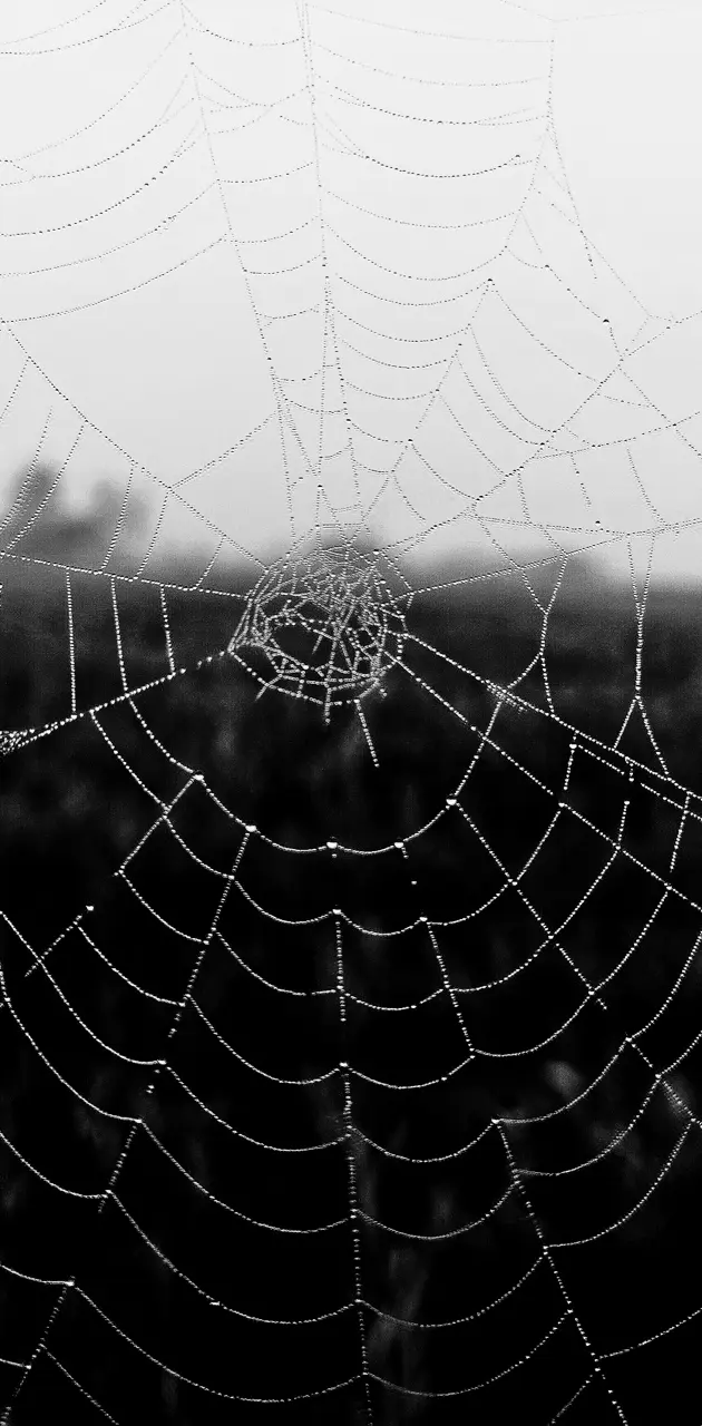 spider web in black