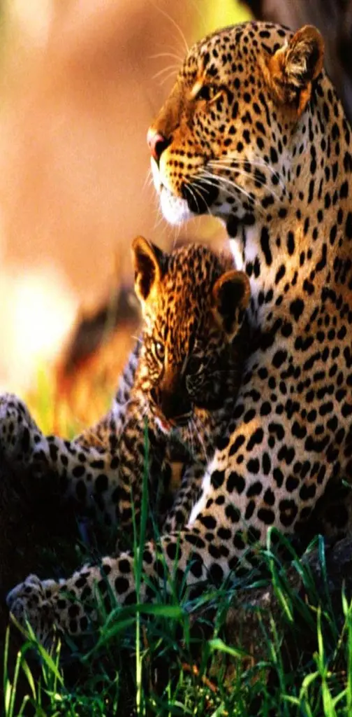 Mom Cheetah