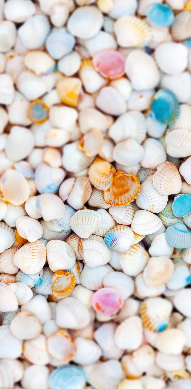 Seashels