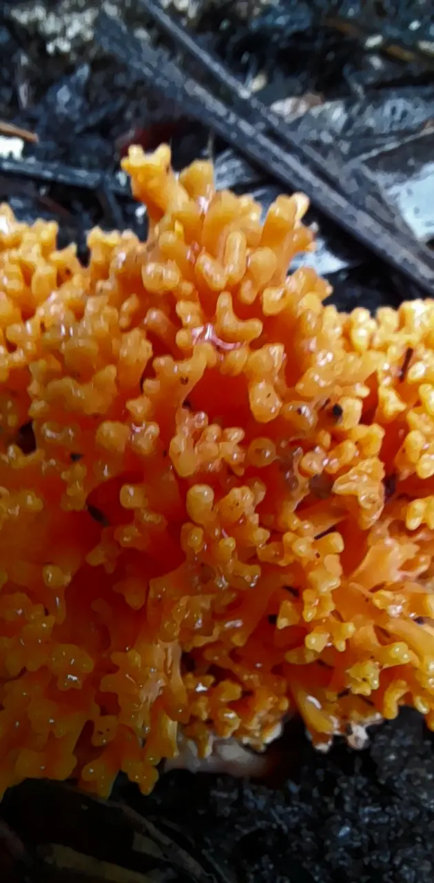Coral fungus 