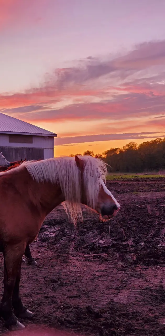 Horse Beauty