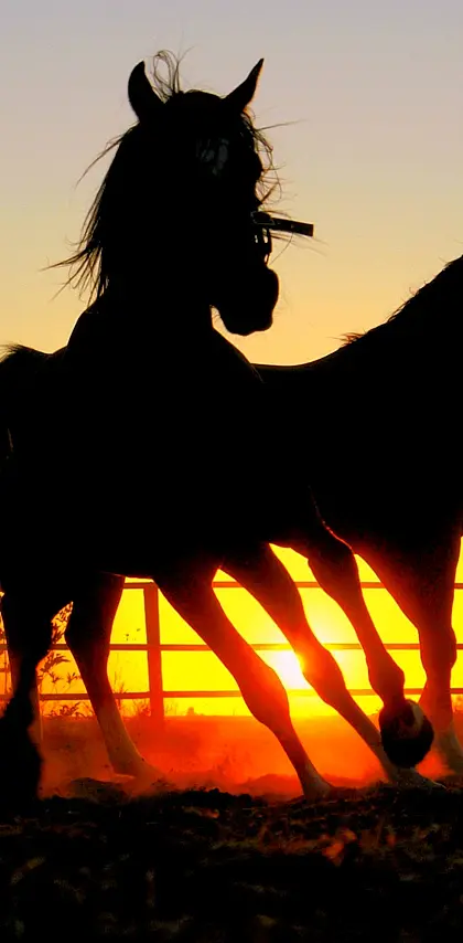 Horses At Dawn