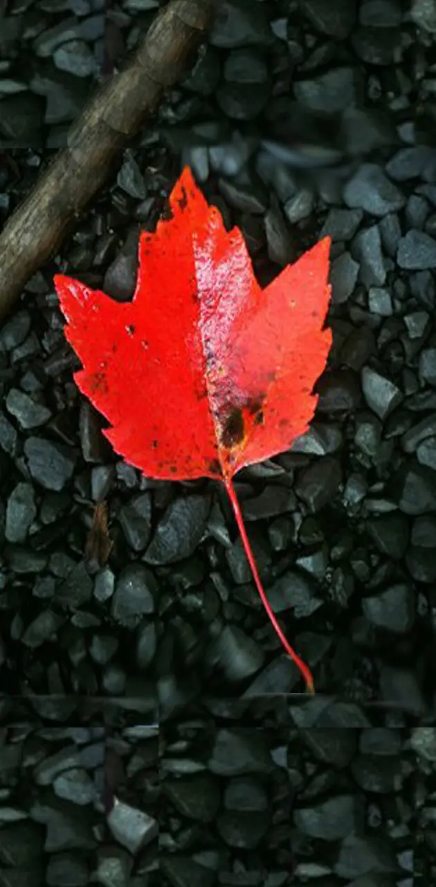Leaf by Livewire