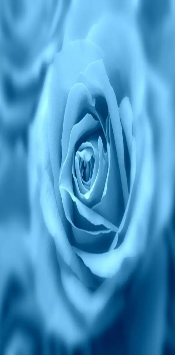 Blue  Rose