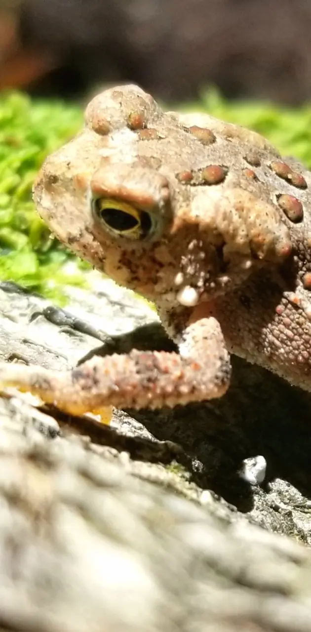 Toadally awesome