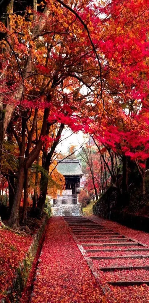 Autumn fall path