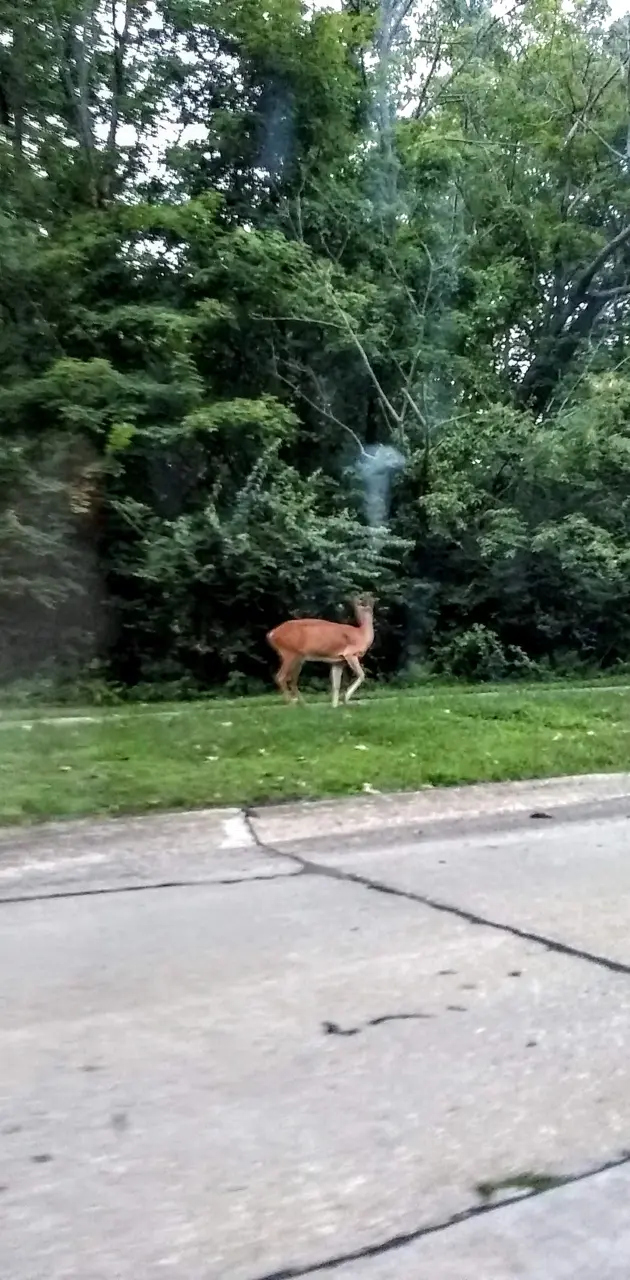 Deer sighting