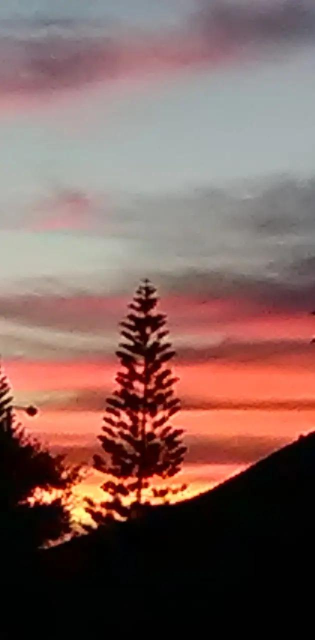 Sunset tree