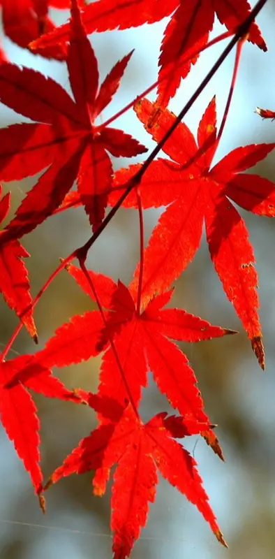 Fire Red Leafs