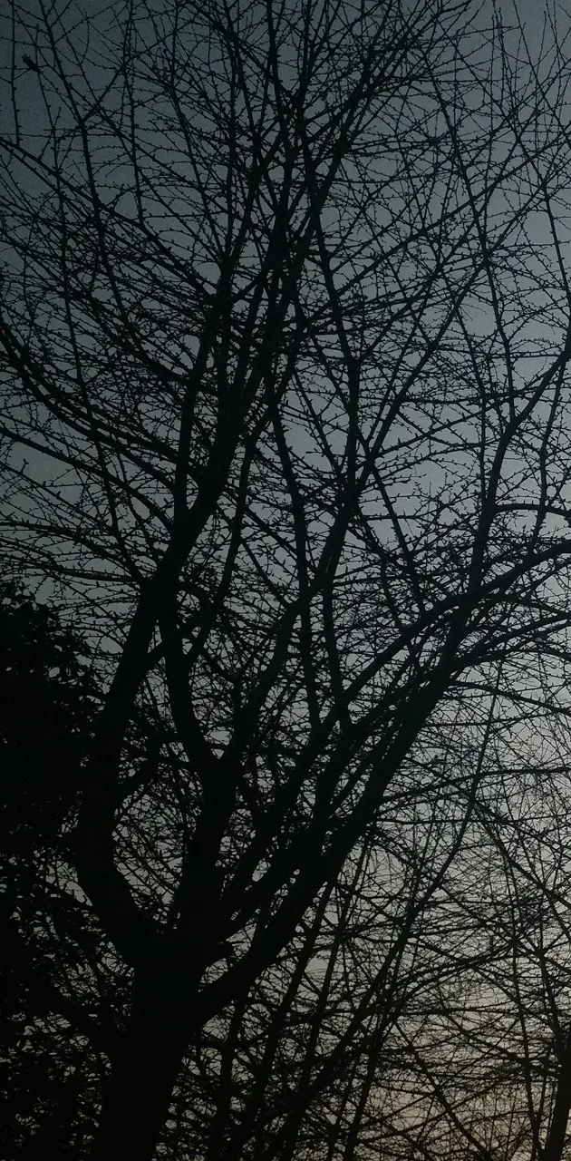 Dark Twigs