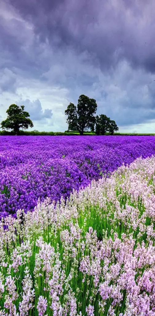 Purple Lavender fld