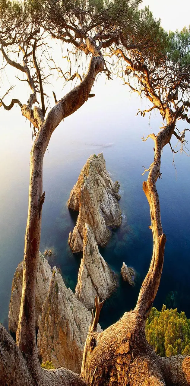 Tree and Rocks Coast