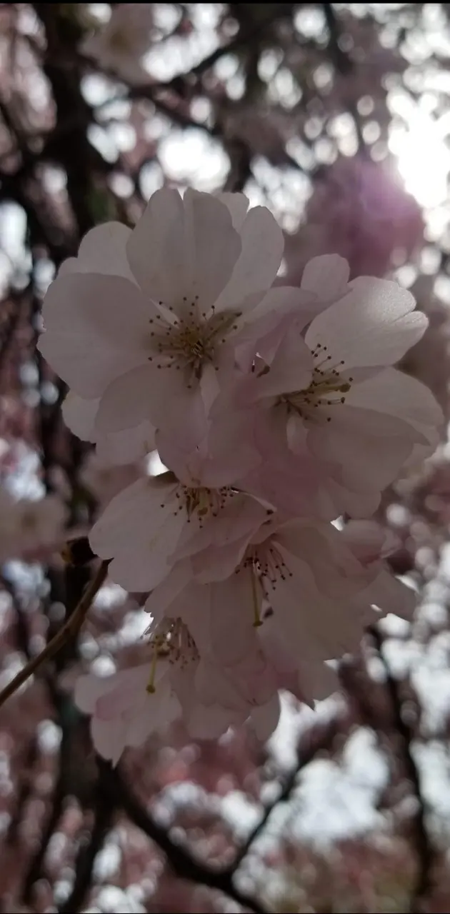 CHERRY Blossom