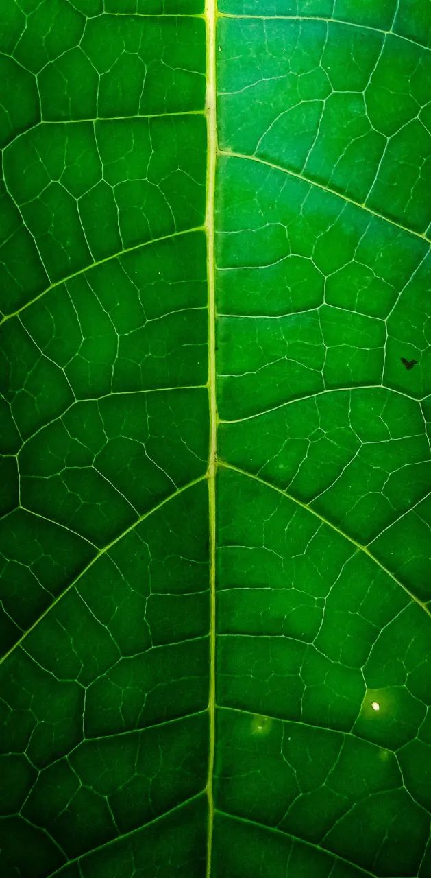 Nature Leaves 
