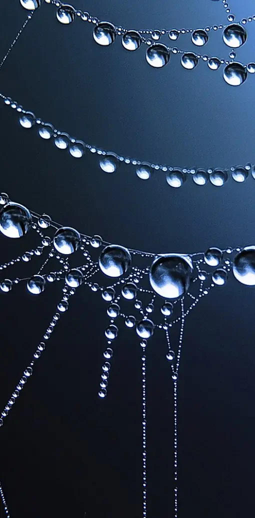 Spiders Web Droplets