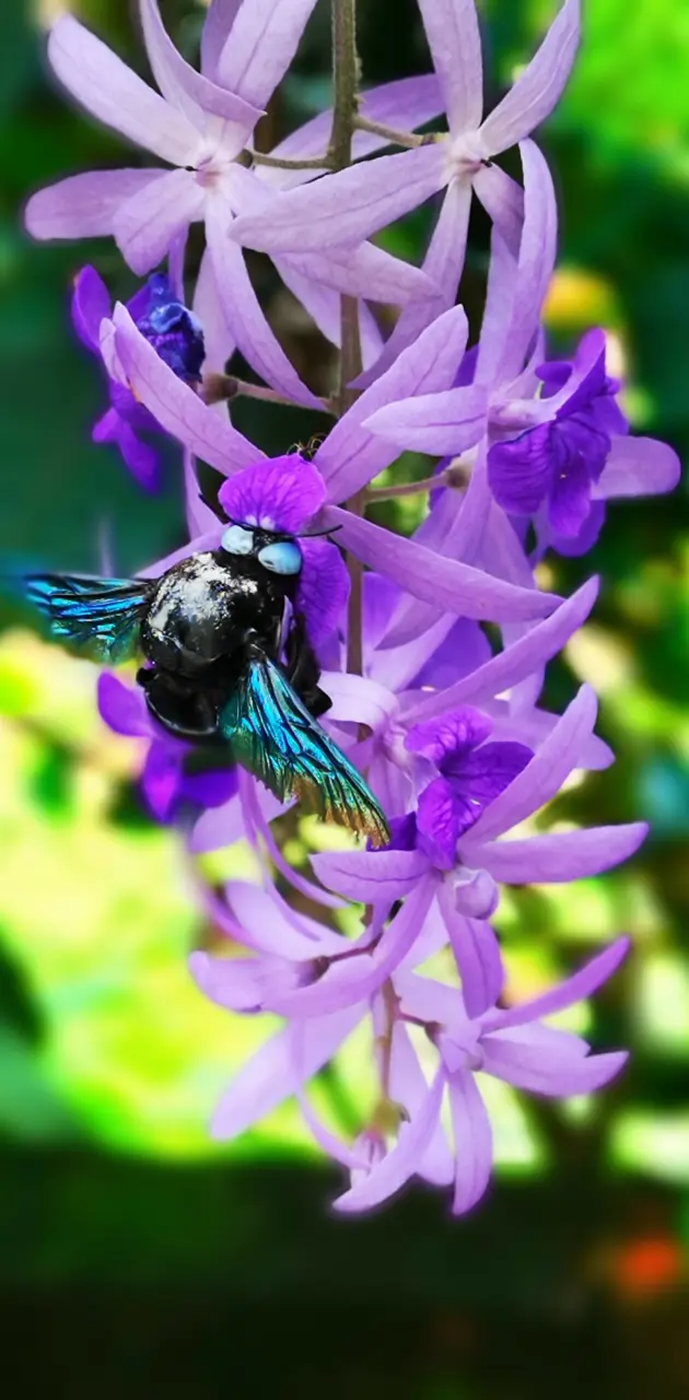 Bumbel Bee