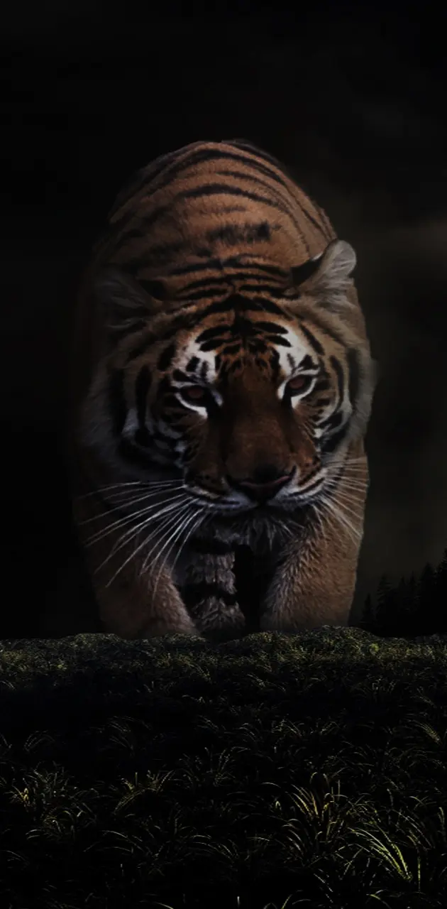 Dark tiger