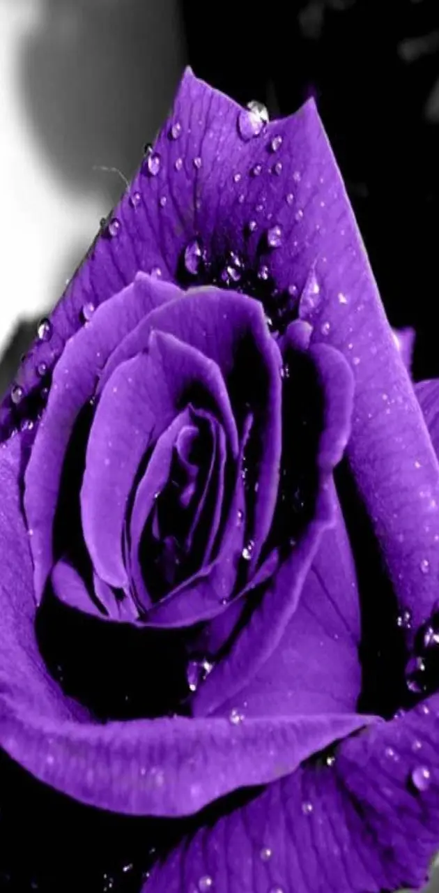 Purple Rose 4