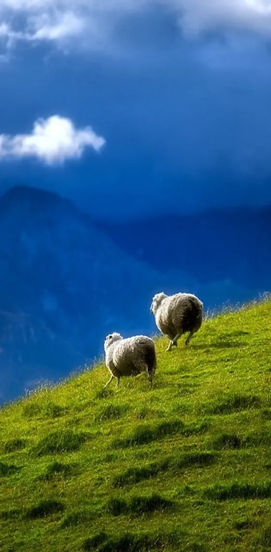 Sheep Couple