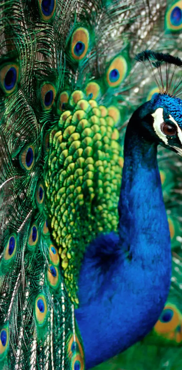 Peacock Colorful Hd