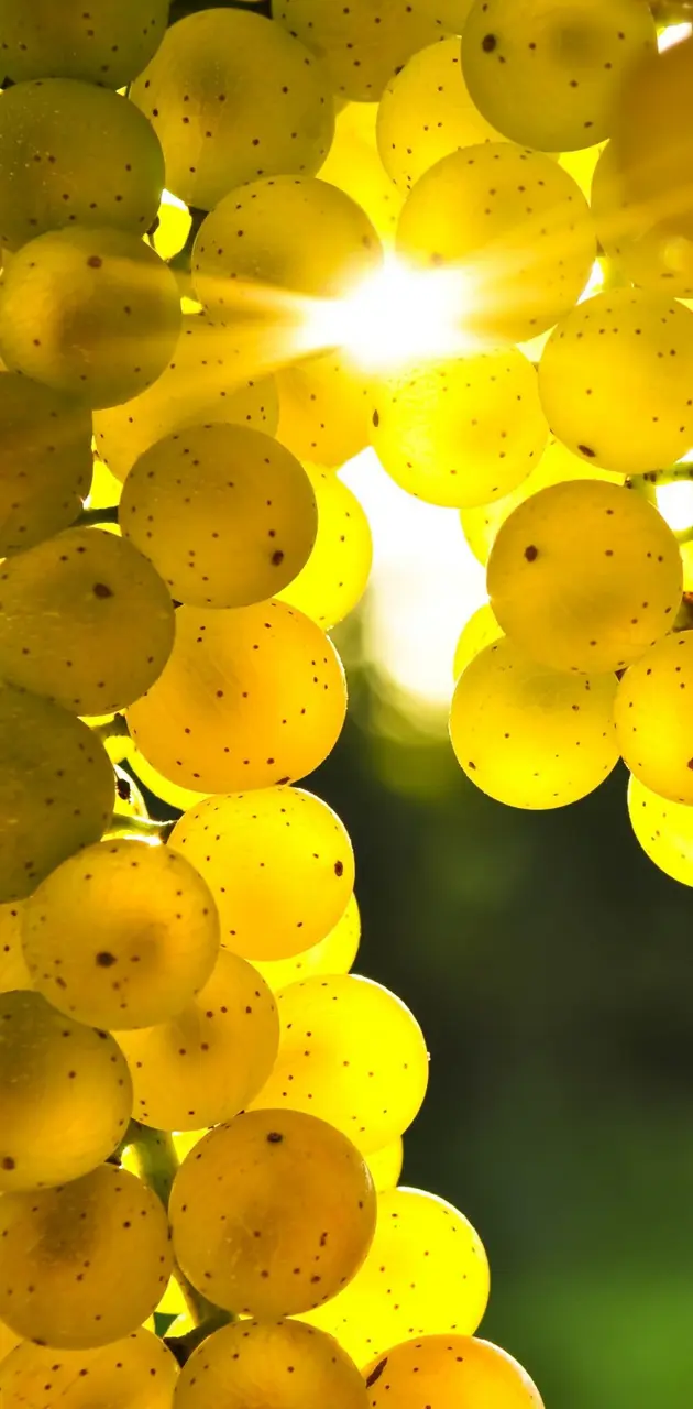 Golden Grapes