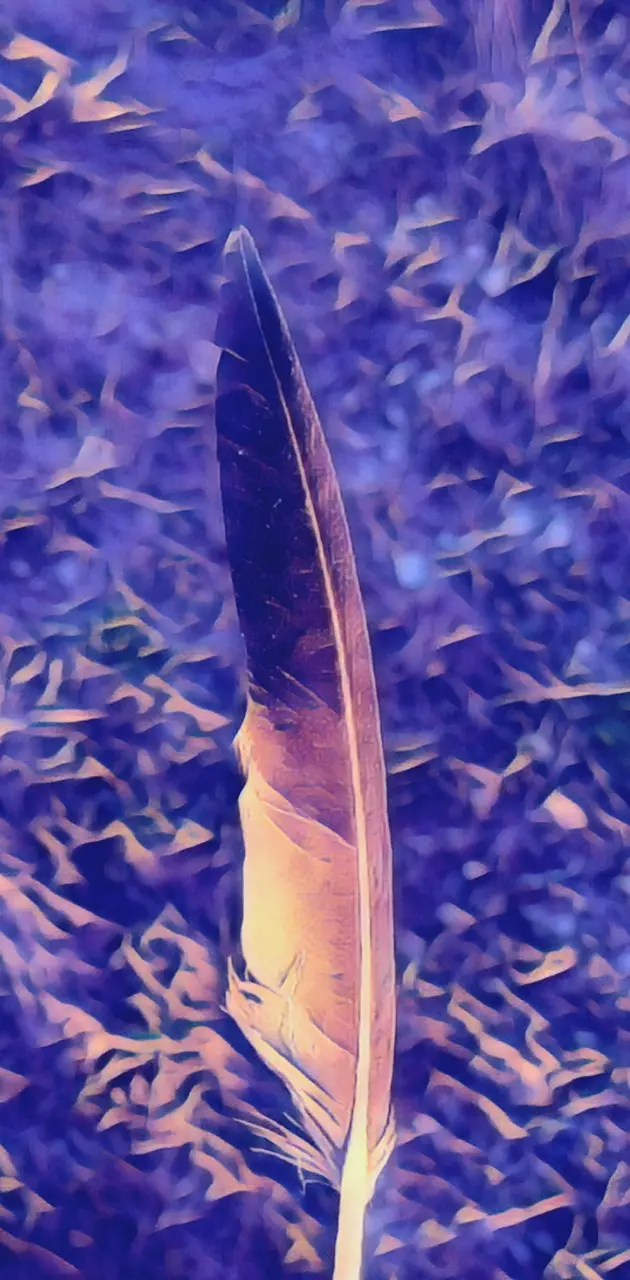 Mexico Hawk Feather