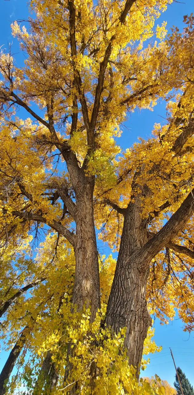 Large tree autumn 