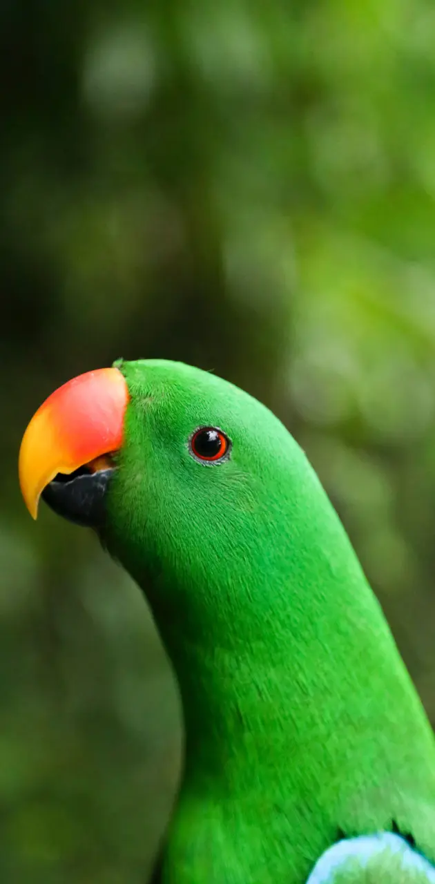parrot  
