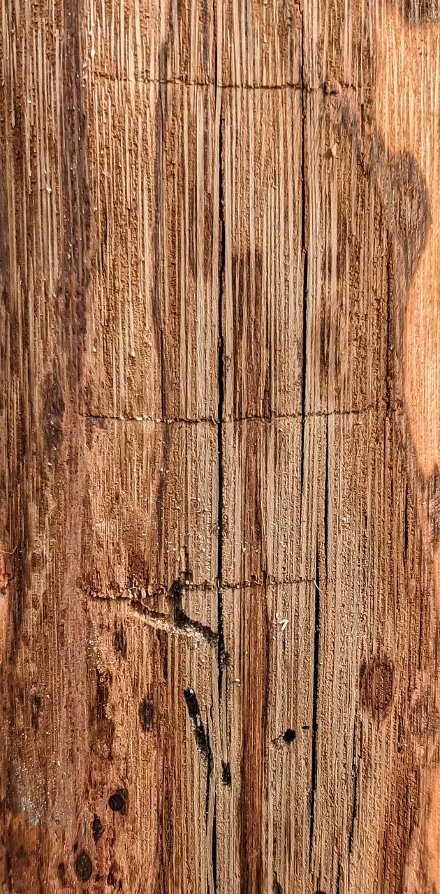 Rough Wood 