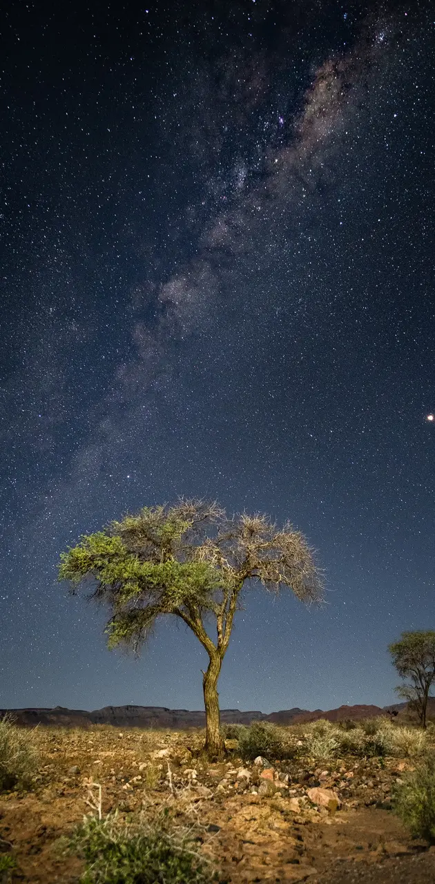 Milky Way over Tree
