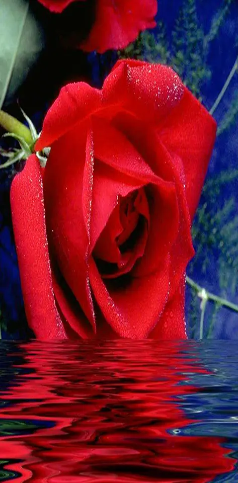 red rose with water