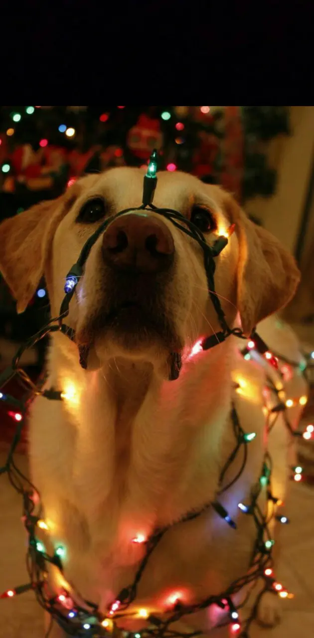 Christmas Doggo