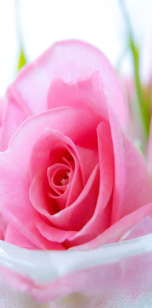 Romantic Pink
