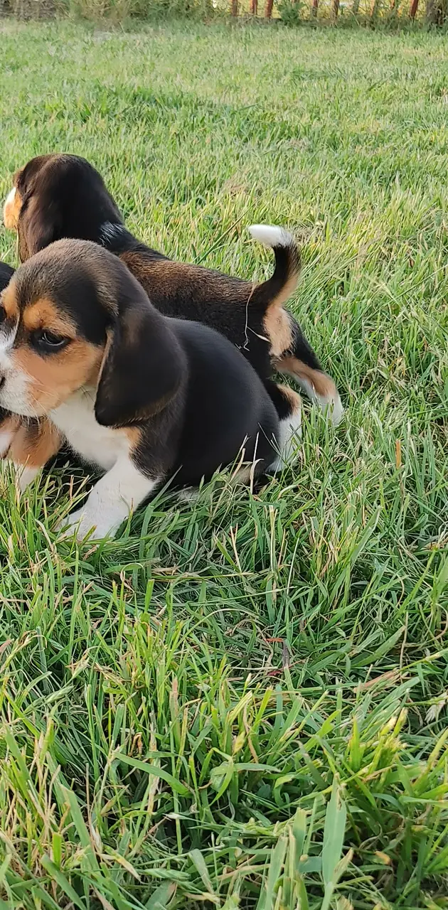 Beagle babies