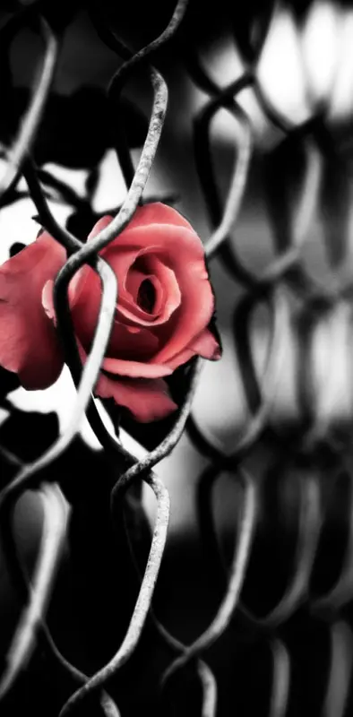 Red Rose In Black