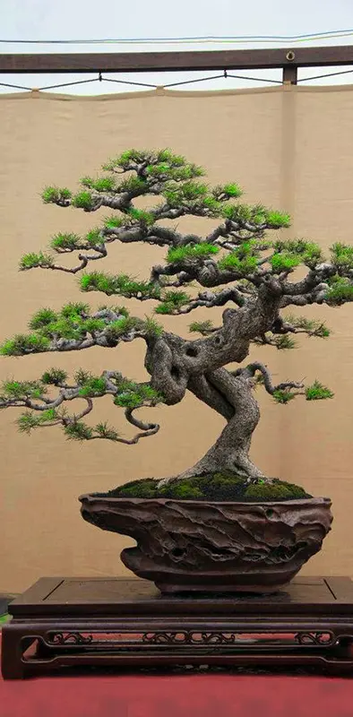 Bonsai tree japan