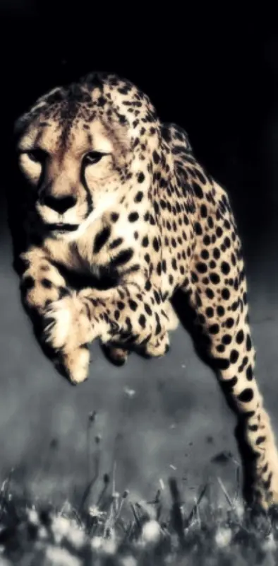 running cheetah wallpaper