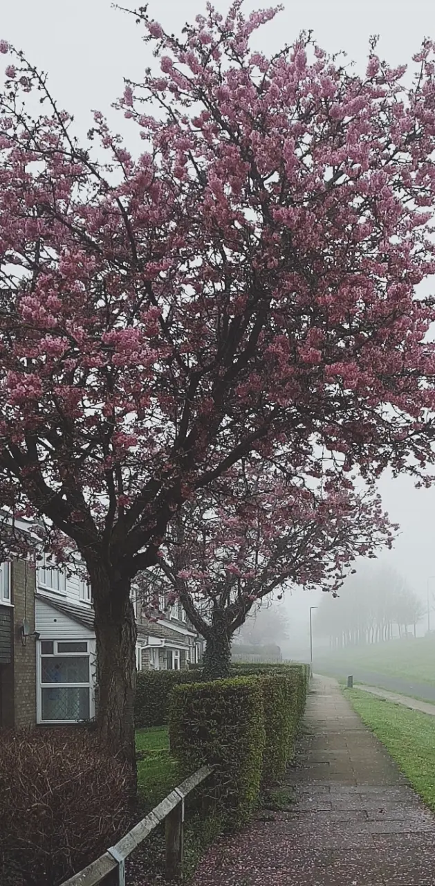Misty Spring