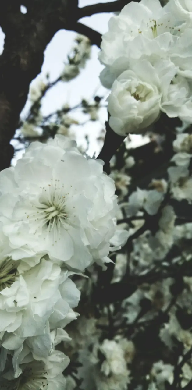 Blossoms 