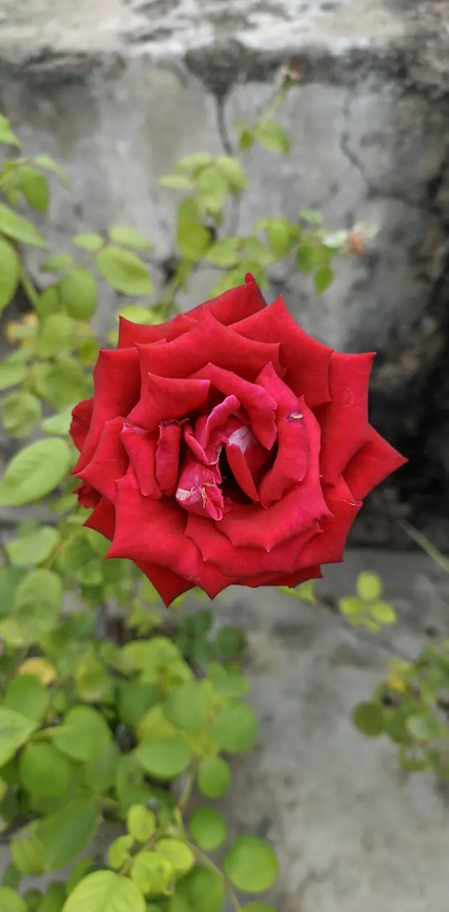 My Garden Rose