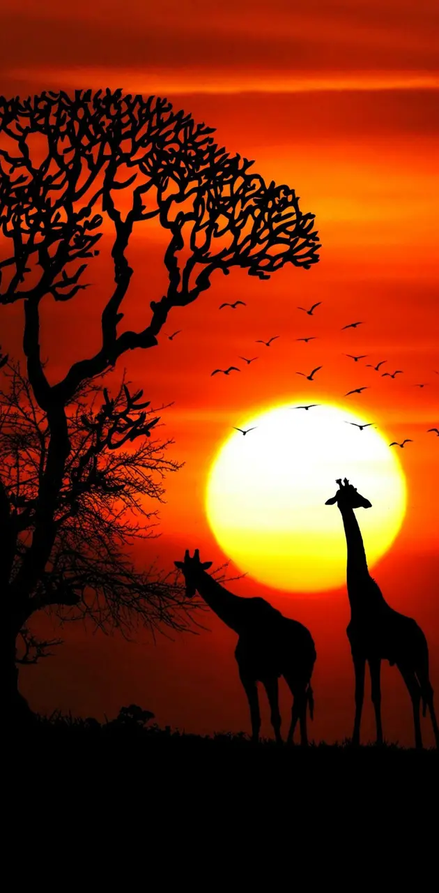 Sunset Animals