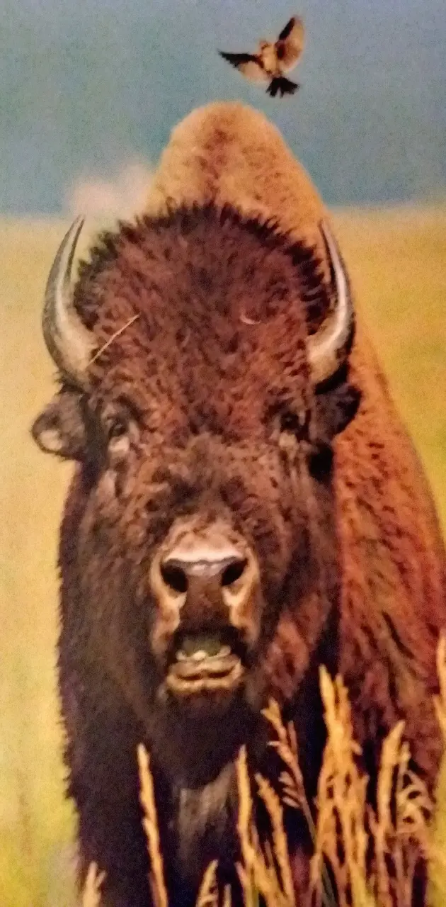 Buffalo Roams