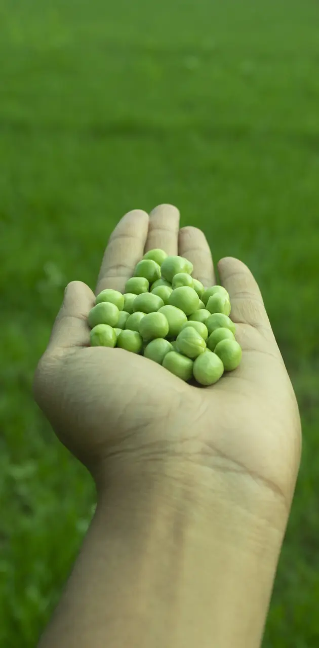 Fresh green peas 
