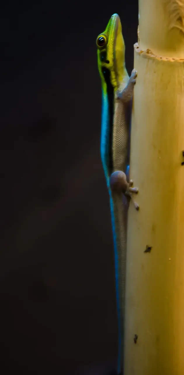Yellow-headed Gecko