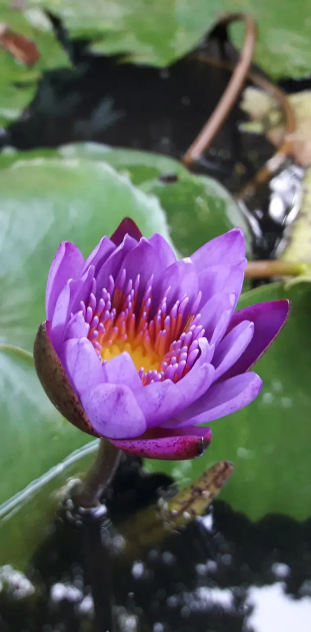  water lily flower 