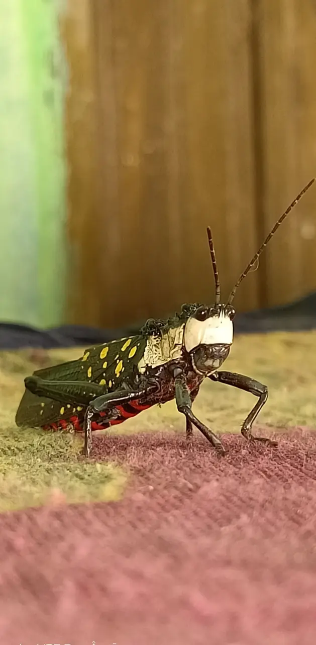 New insect