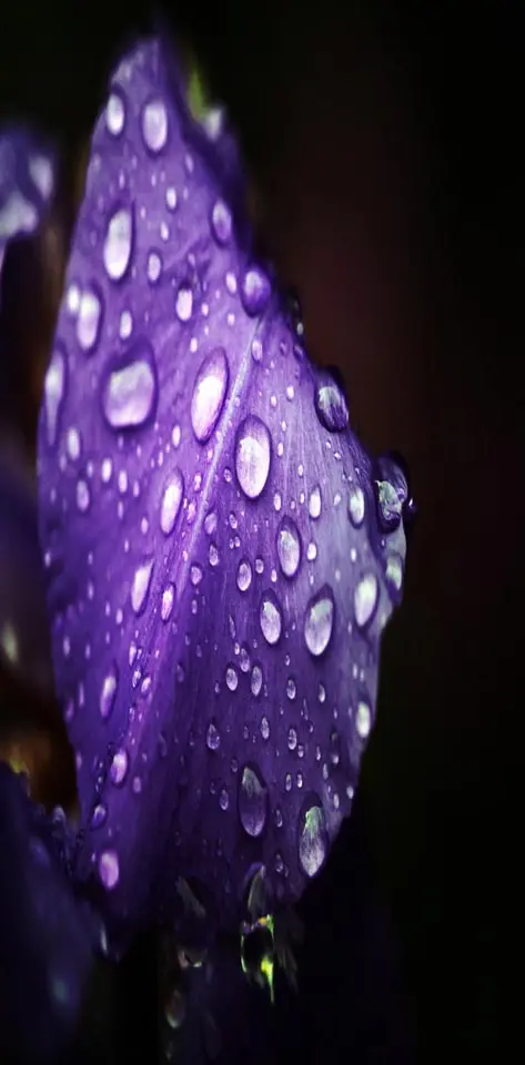 Dew on Purple Petal