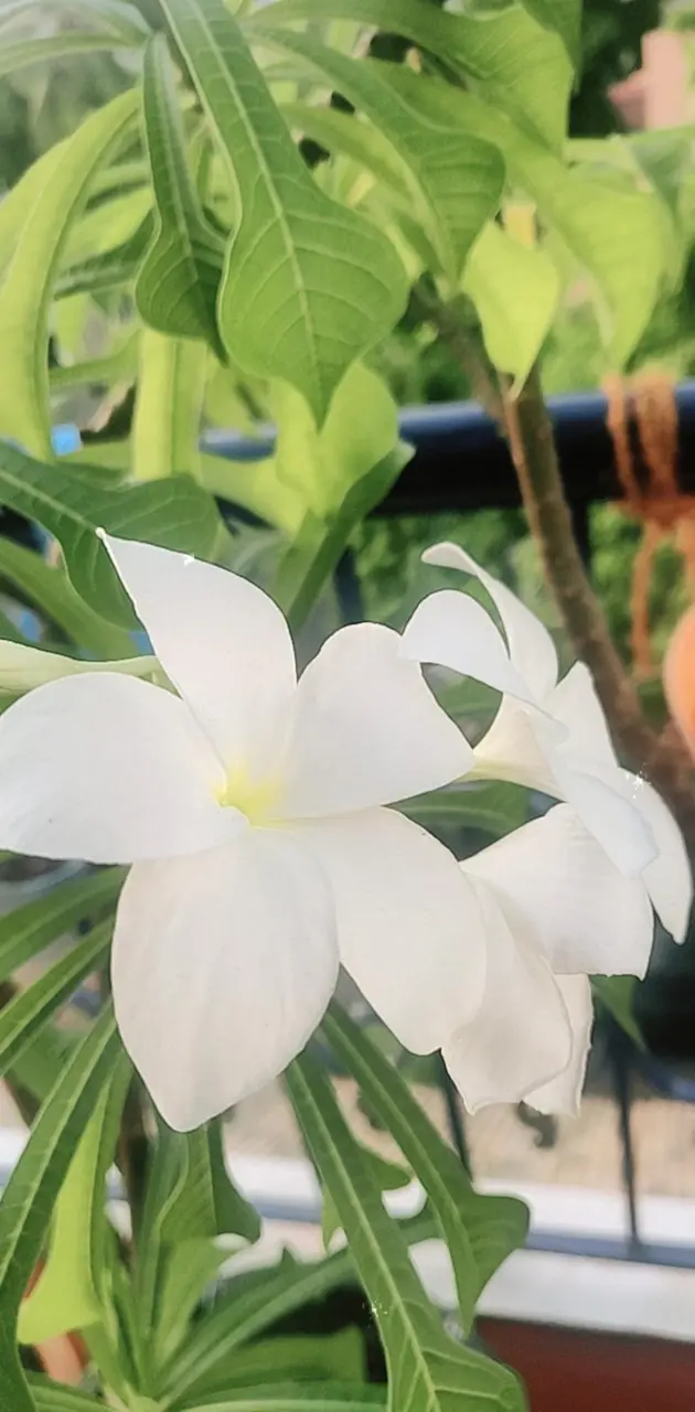 Flower White 