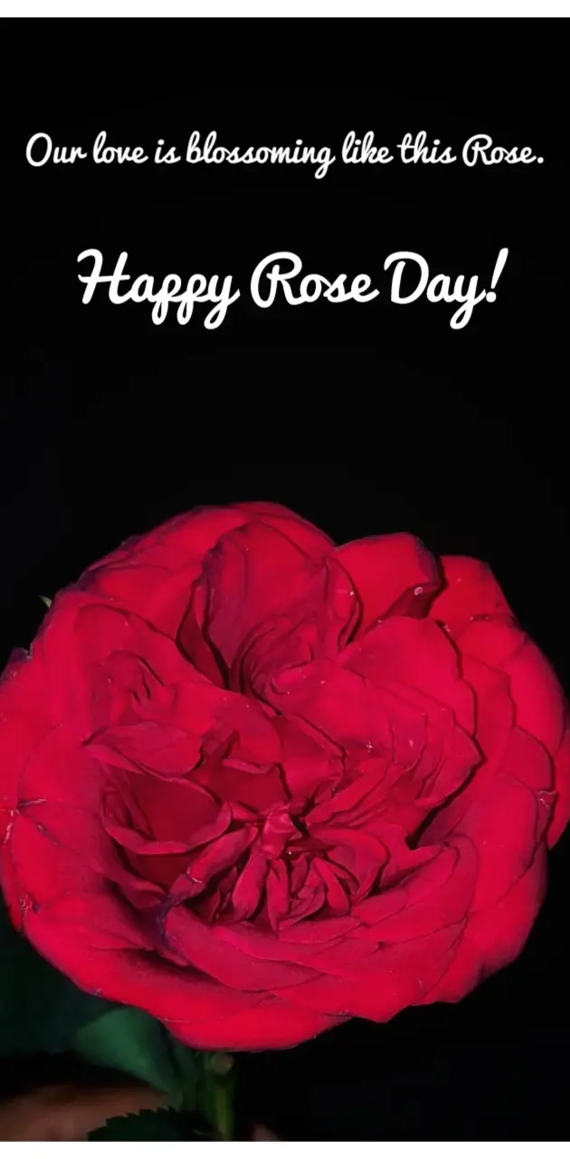 Happy Rose day 