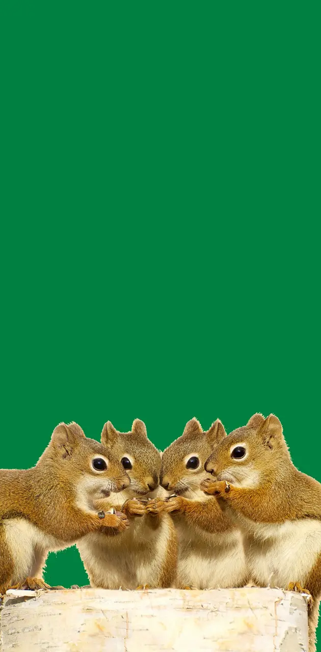 Cute Squirrels